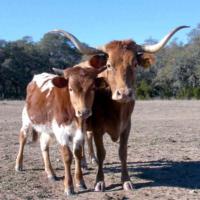 Texas Longhorn Cattle