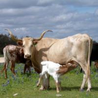 Texas Longhorn Cattle