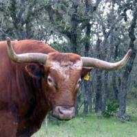 Texas Longhorn Cattle