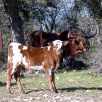 Texas Longhorn Cattle