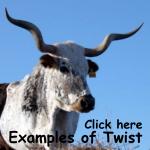 Texas Longhorn Cattle